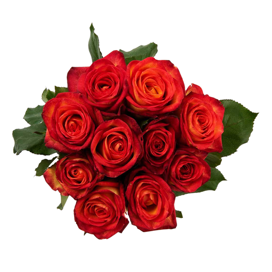 Magma two-tone roses