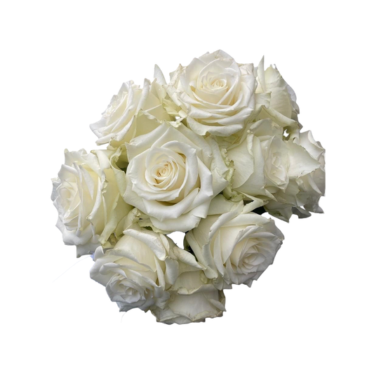 Nova Vita white roses