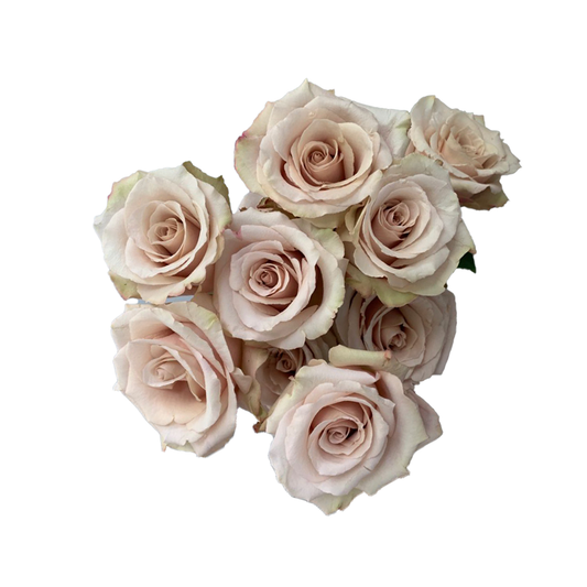 Quicksand nude roses